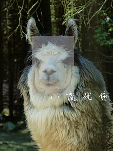 小赢优贷逾期怎样(小赢优贷逾期怎样处理)