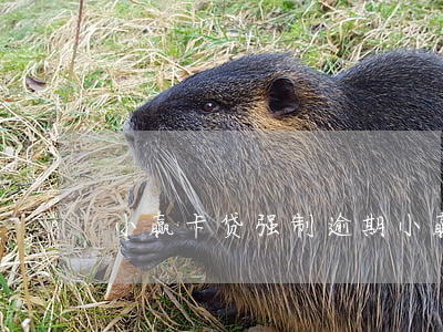 小赢卡贷强制逾期(小赢卡贷强制执行)