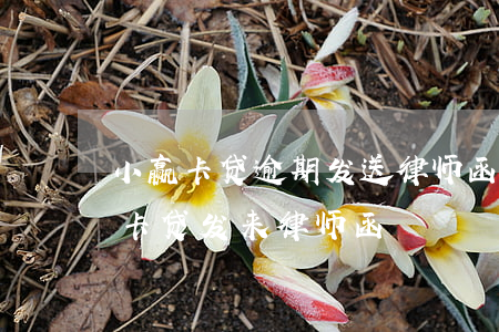 小赢卡贷逾期发送律师函是真的假的6(小赢卡贷发来律师函)