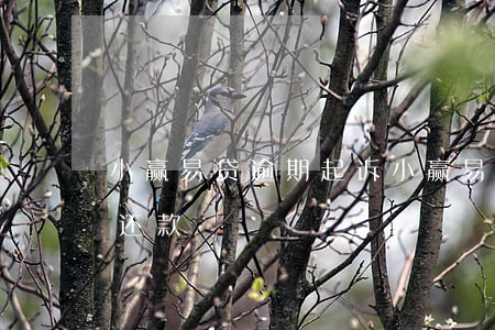 小赢易贷逾期起诉(小赢易贷逾期后怎么不能还款)