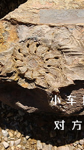 小车撞了人保险公司怎么赔偿(人被小车撞了对方有保险怎么赔)
