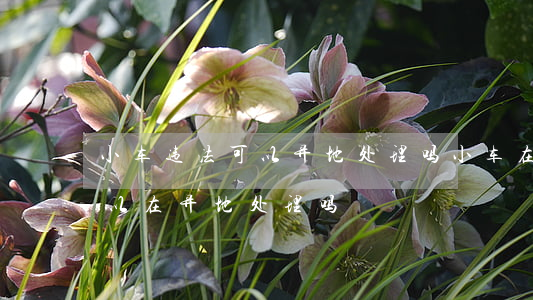 小车违法可以异地处理吗(小车在本地违章,可以在异地处理吗?)