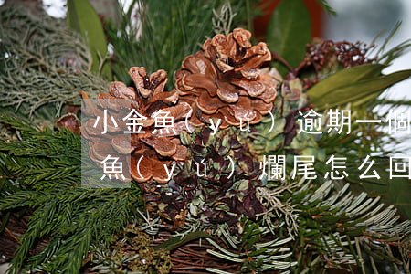 小金魚(yú)逾期一個(gè)半月(小金魚(yú)爛尾怎么回事)