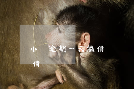 小錢逾期一天能借嗎還(來錢花逾期一天還能借嗎)