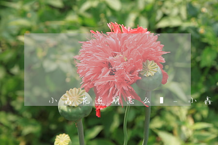 小鑫花逾期怎么辦-小鑫花逾期怎么辦