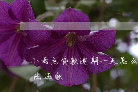 小雨点贷款逾期一天怎么还款(小雨点网贷无法还款)
