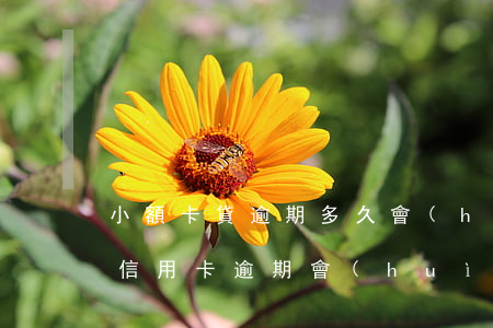 小額卡貸逾期多久會(huì)起訴(小額度信用卡逾期會(huì)被銀行起訴嗎)