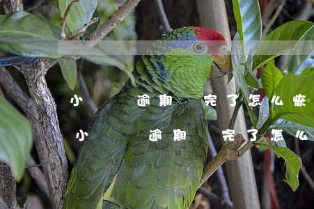 小額帶逾期還完了怎么恢復(fù)額度-小額帶逾期還完了怎么恢復(fù)額度呢