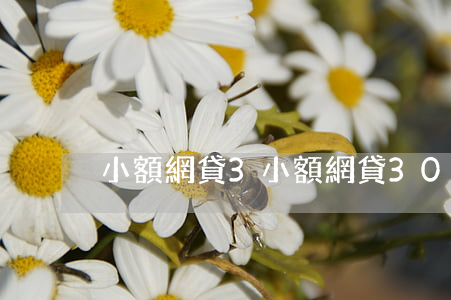 小額網貸3,小額網貸3000當天下款 小額網貸3,小額網貸3000當天下款