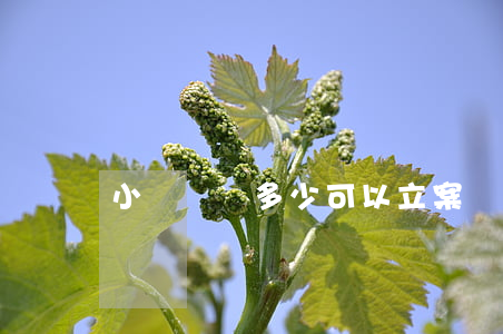 小額詐騙多少可以立案(詐騙額度多少立案)