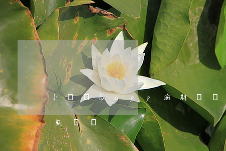小額貸款app逾期論壇(小額貸款app逾期論壇)