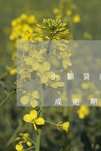 小額貸款公司被動逾期(因為貸款公司出錯造成逾期)