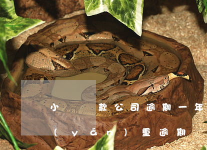 小額貸款公司逾期一年(小額貸逾期多久算嚴(yán)重逾期)