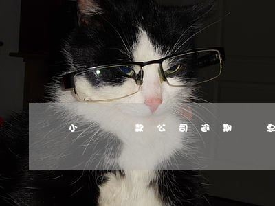 小額貸款公司逾期罰息(小額貸款罰息合法嗎)