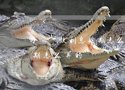 小額貸款利息逾期怎么算的（小額貸款利息逾期怎么算的）