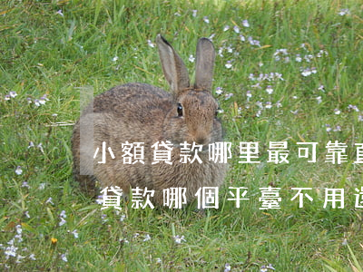 小額貸款哪里最可靠直接到賬不查征信（小額貸款哪個平臺不用還）