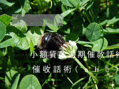 小額貸款逾期催款話術(shù)(小額貸款催收話術(shù)怎么施壓)