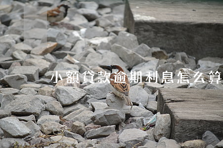 小額貸款逾期利息怎么算