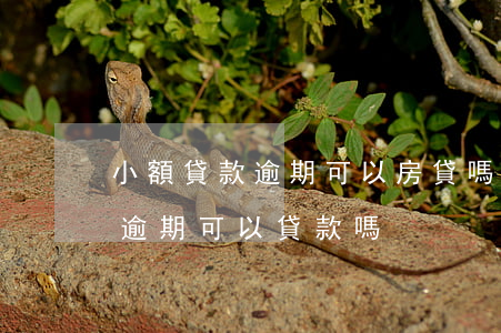 小額貸款逾期可以房貸嗎(有嚴(yán)重逾期可以貸款嗎)