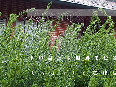 小額貸款逾期后果律師(小額借貸逾期多久會(huì)有法律程序)