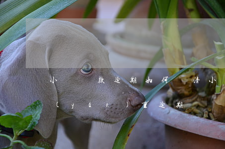 小額貸款逾期如何還清(小額貸逾期多久算嚴(yán)重逾期)