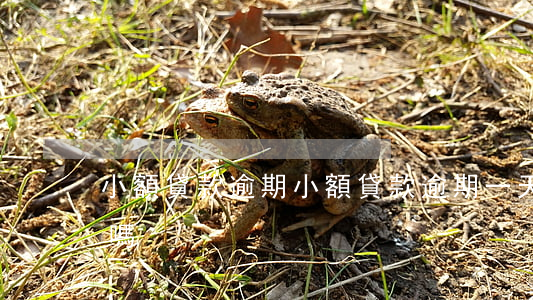 小額貸款逾期(小額貸款逾期一天征信有問題嗎)
