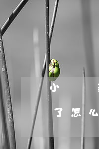 小額貸款逾期怎么補救(小額貸款逾期被起訴了怎么辦)