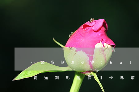 小額貸款逾期會(huì)影響信用卡嗎（小貸逾期影響信用卡嗎浦發(fā)）