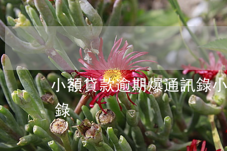 小額貸款逾期爆通訊錄(小額貸款逾期爆通訊錄)
