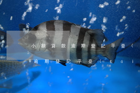 小額貸款逾期登記平臺(tái)(小額貸款逾期登記平臺(tái))