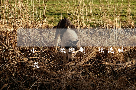 小額貸款逾期處理流程(銀行逾期貸款處理方式)