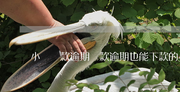小額貸款逾期貸款(逾期也能下款的小貸)