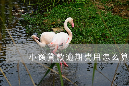小額貸款逾期費用怎么算(貸款怎樣算逾期)