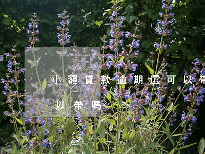 小額貸款逾期還可以帶嗎(小額貸款逾期還可以帶嗎)