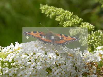 小額逾期3個(gè)月(逾期了三個(gè)月怎么消除)