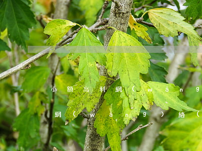 小額高利網(wǎng)貸可以不還嗎(借了網(wǎng)絡(luò)高利貸不還會(huì)怎么樣)