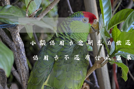 小额信用卡逾期无力偿还最坏结果-欠小额信用卡不还有什么后果