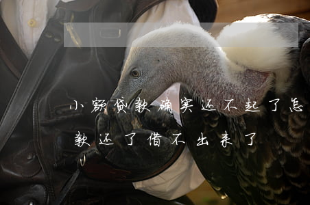 小额贷款确实还不起了怎么办(为什么小额贷款还了借不出来了)