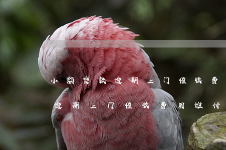 小额贷款逾期上门催收费用谁付-小额贷款逾期上门催收费用谁付的