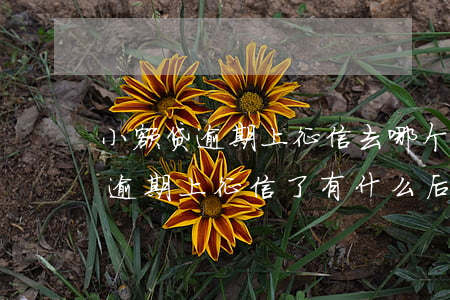 小额贷逾期上征信去哪个银行处理-小额贷逾期上征信了有什么后果