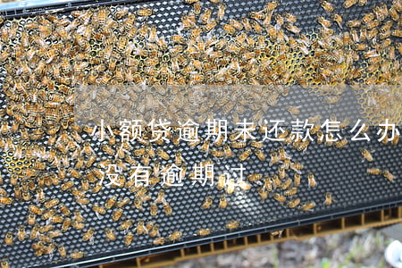 小额贷逾期未还款怎么办(小额贷款过多但是没有逾期过)