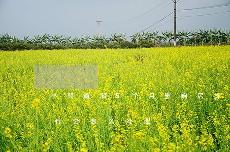 小额逾期5个月影响房贷(房贷逾期5个月 银行会怎么处理)