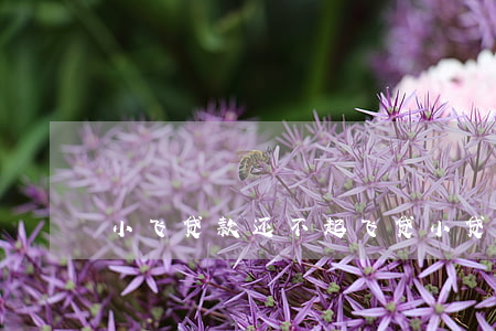 小飞贷款还不起(飞贷小贷上征信吗)