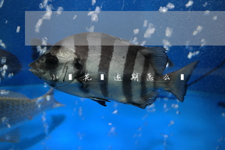 小餓花唄逾期怎么辦