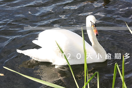 小餓逾期20天(小逾期多久能恢復(fù))