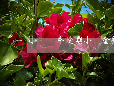 小馬資本逾期 小馬金融現(xiàn)狀