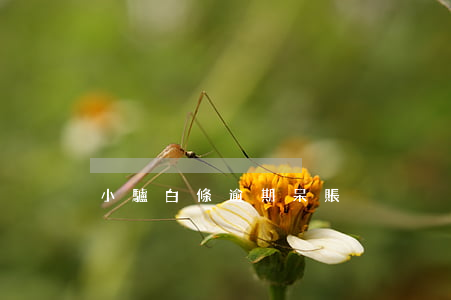 小驢白條逾期呆賬