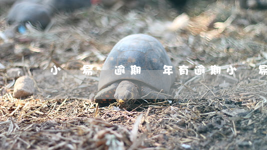 小鯊易貸逾期兩年（有逾期小鯊易貸）