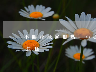 小鵝花能逾期嗎-小鵝花逾期會(huì)怎樣