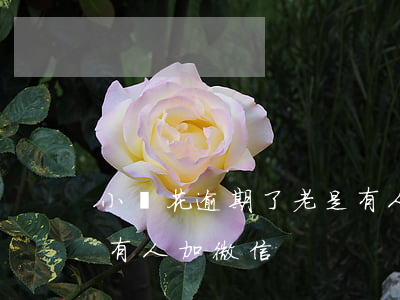 小鵝花逾期了老是有人加微信(小鵝花錢逾期有人加微信)